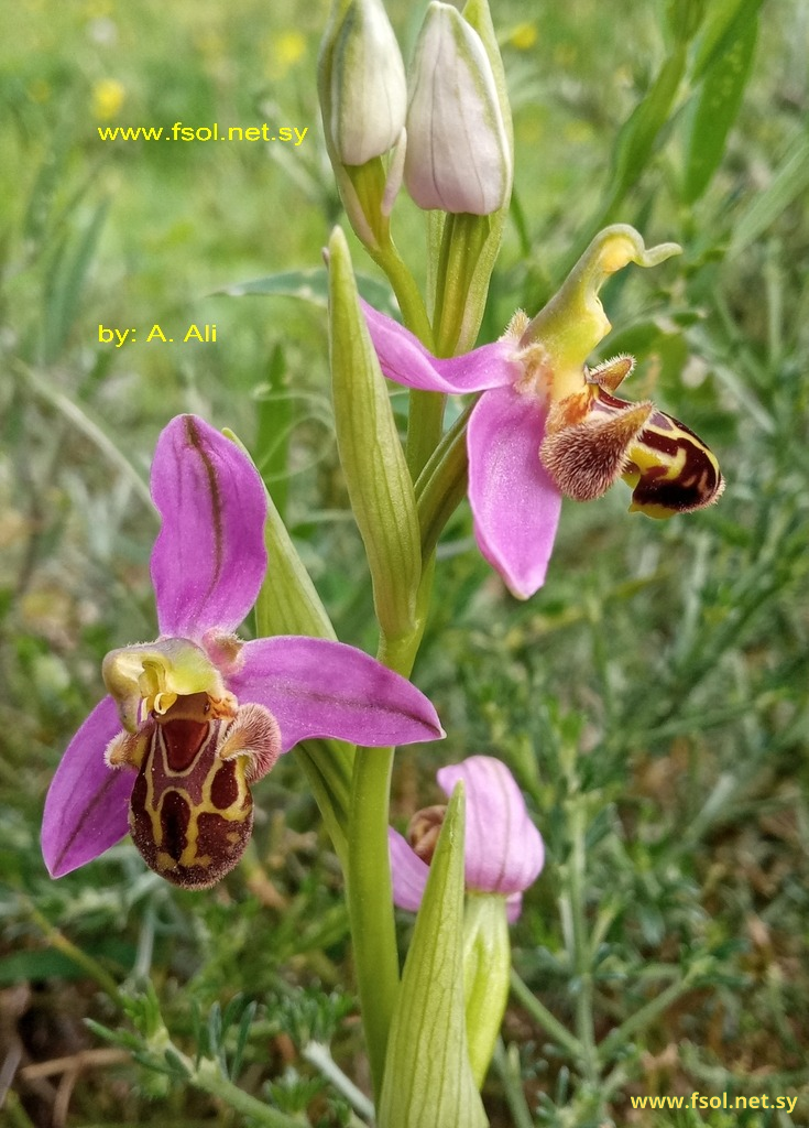 Ophrys apifera Huds.